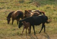 Ranch Amadeus, Valentova